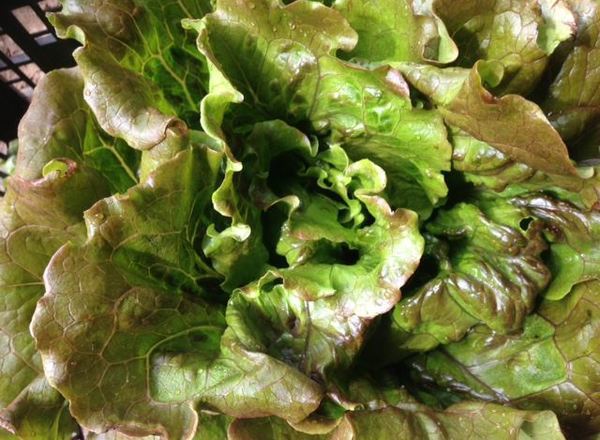 Lettuce- Red Batavia