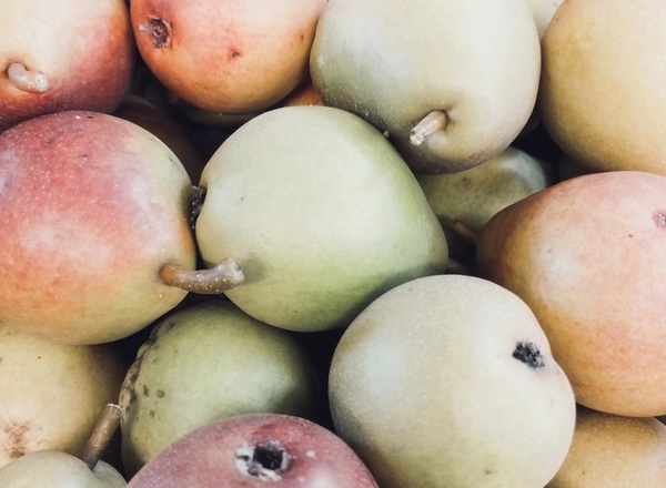 Seckel Pears