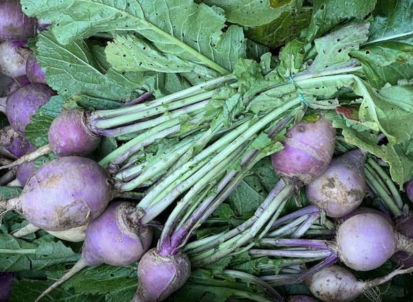 Organic Bunched Turnips