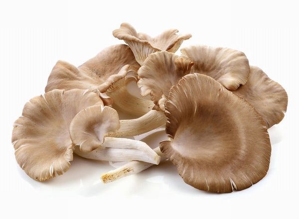 Mushroom( Oyster) - Organic