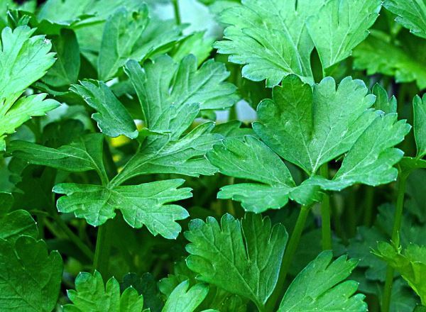 Parsley,Giant Italian