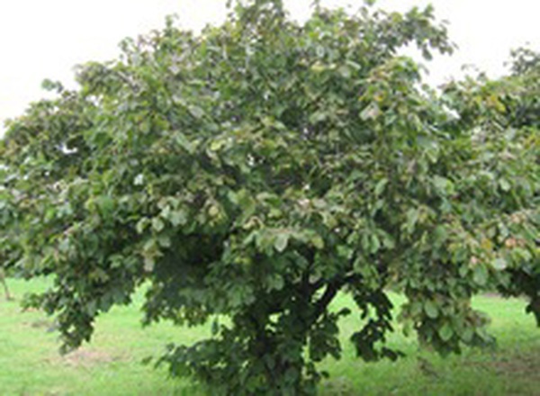 Hazelnut Tree Seedling