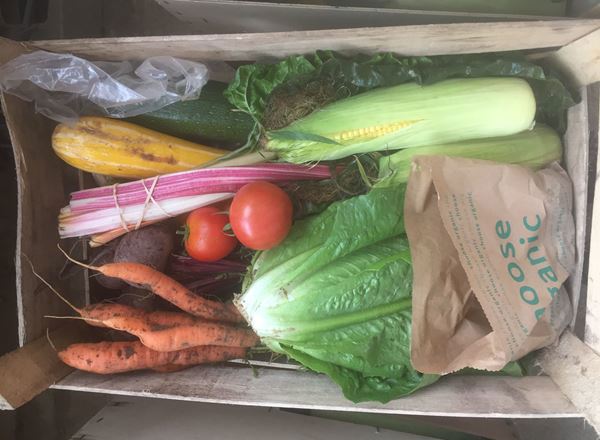 Large Organic Vegetable Box