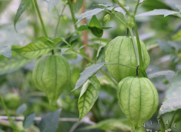 Tomatillo Purple Mountain Landrace