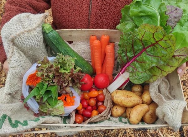 Small Organic Veg Box