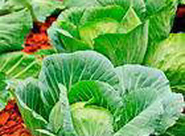 Cabbage. Round