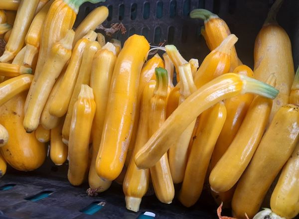 Courgette(Yellow)