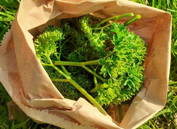 Curly leafed Parsley