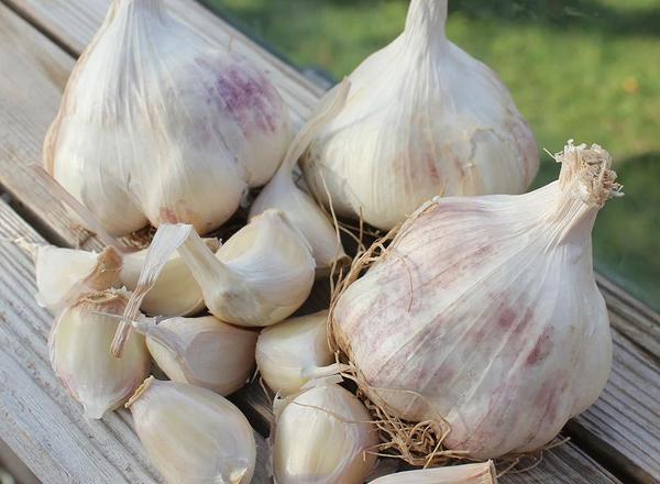Garlic Maddock