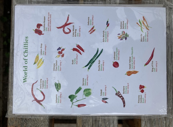 Postcards (World of Chillies)