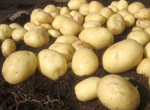 Potatoes: Casablanca-