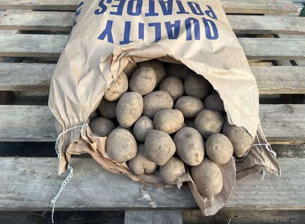 Organic Potato Jester