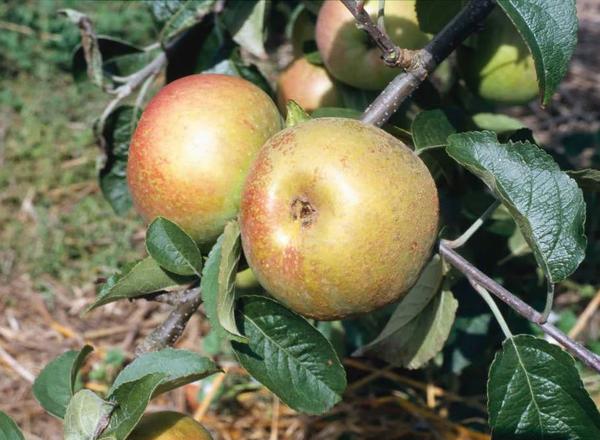 Apples - Idared - organic