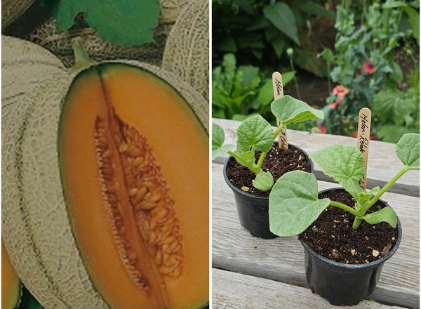 ( Potted x1) Melon - Retato Degli Ortolani(Own Grown)