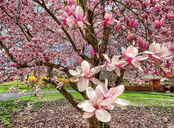 Magnolia - Various varieties