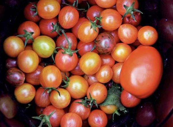 Tomatoes, mixed