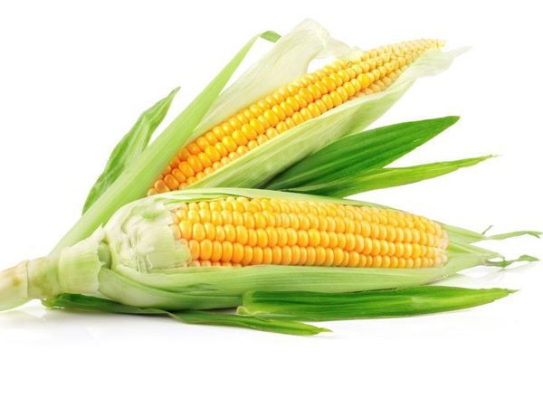 Organic Sweetcorn