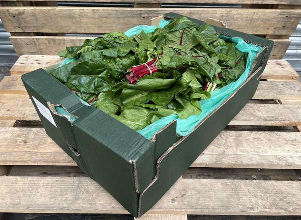 Chard - Organic rainbow  - 1 bunch
