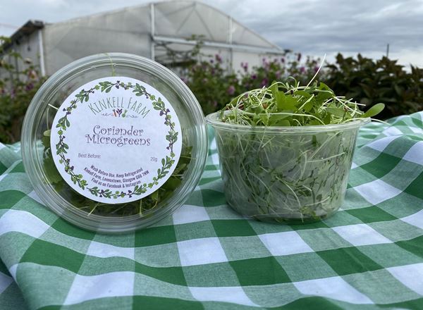 Coriander Microgreens