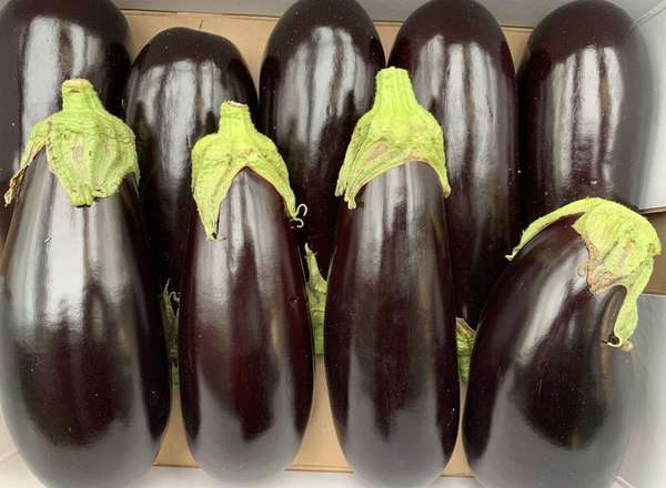 Aubergine