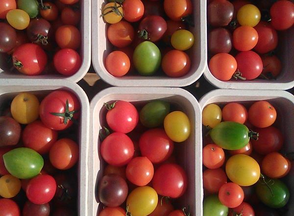 Tomatoes - cherry, mixed colours 400g