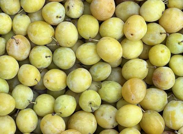 Plum - Golden (Spain)