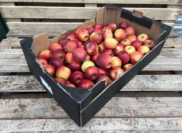 Apples - Organic Royal Gala
