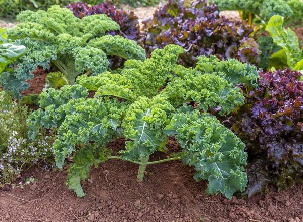 Kale- Green Organic