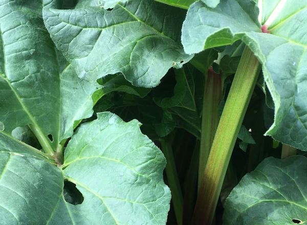 Rhubarb