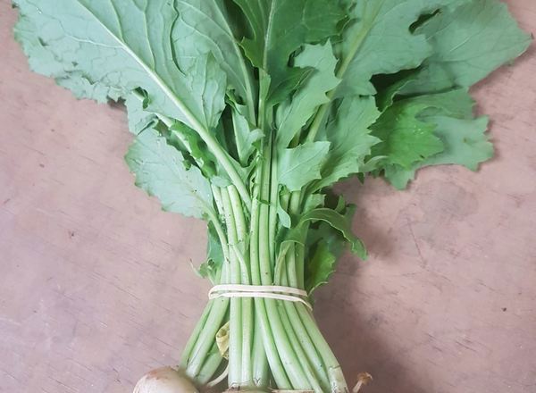 Turnip bunch