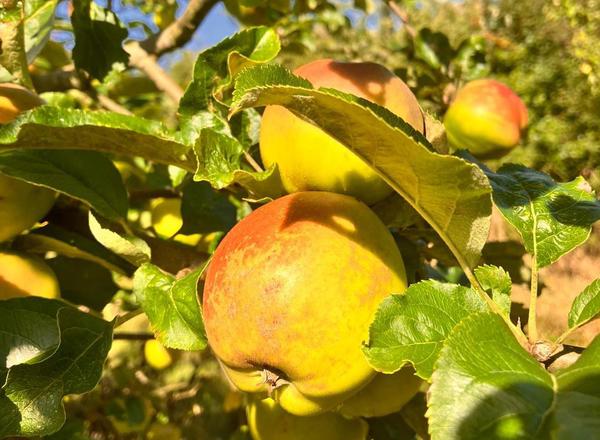 Local Cooking Apples