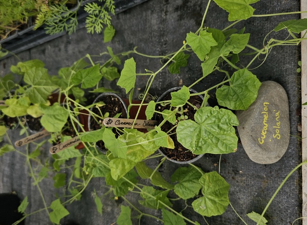 ( Potted x1) Cucamelon - Solane - small (Own Grown)