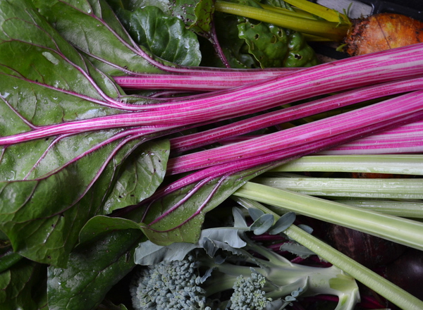 Rainbow chard