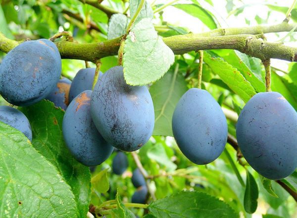Damsons 250g