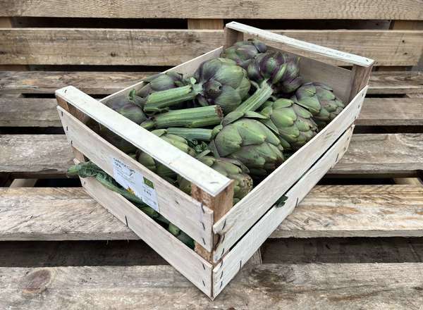 Organic Artichoke Purple