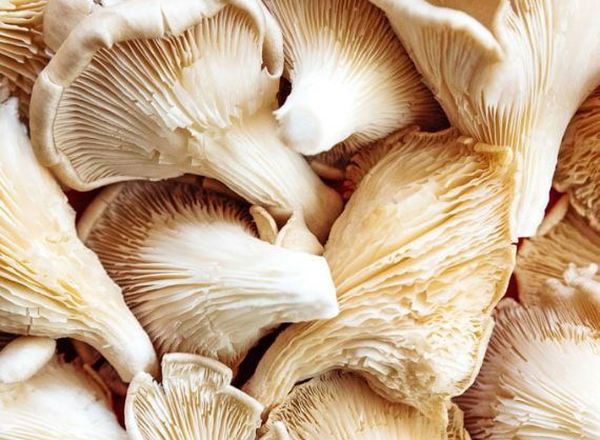 Mushrooms - Oyster (Cockerham, UK)