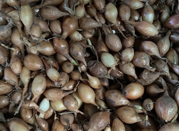 Onion Sets White Sturon
