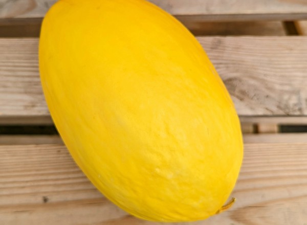 Yellow Melon