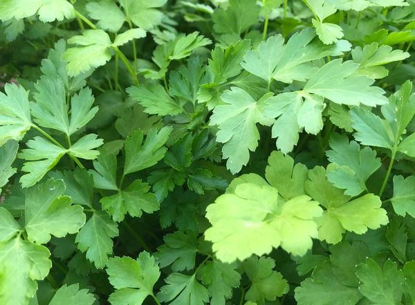 Flat Leaf Parsley add on
