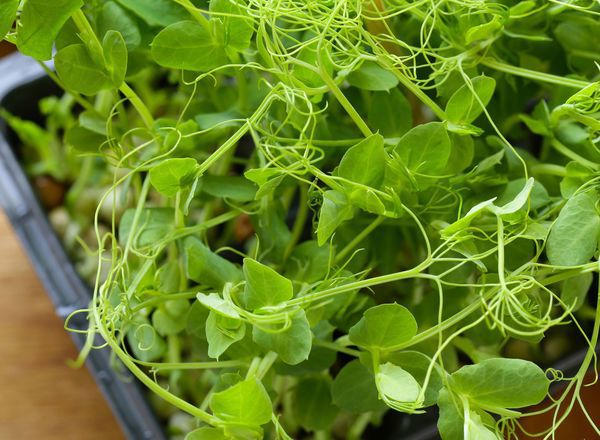 Peashoots add on