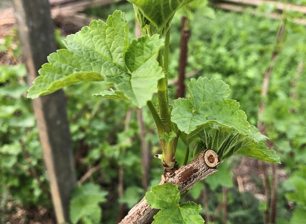( Potted x1) Redcurrant cutting (Own Grown)