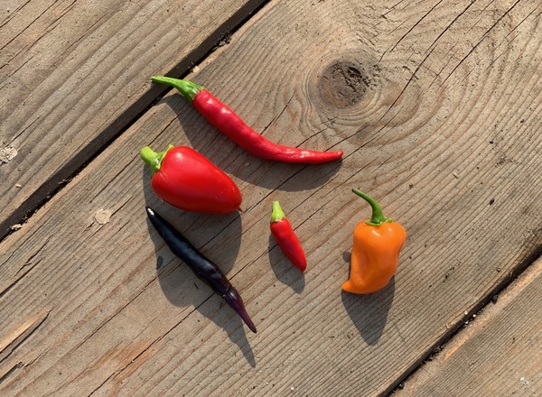 Fresh Chillies (bag of 5) - mixed