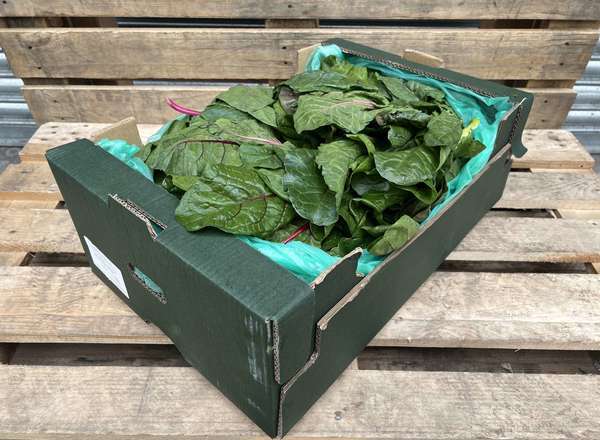 Organic Chard Rainbow