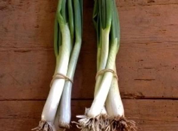 Onions - Spring (Bunch)