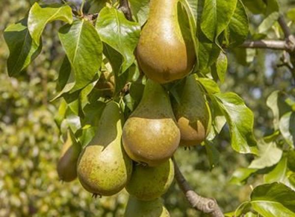 Pears 500g