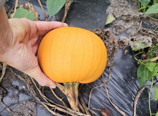 Pumpkin small