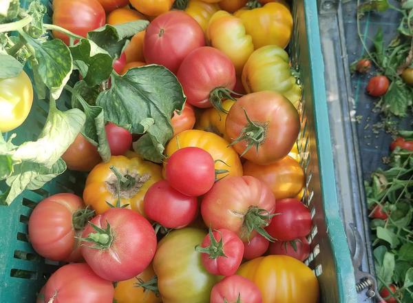 Tomato- Mixed Varieties (900g)