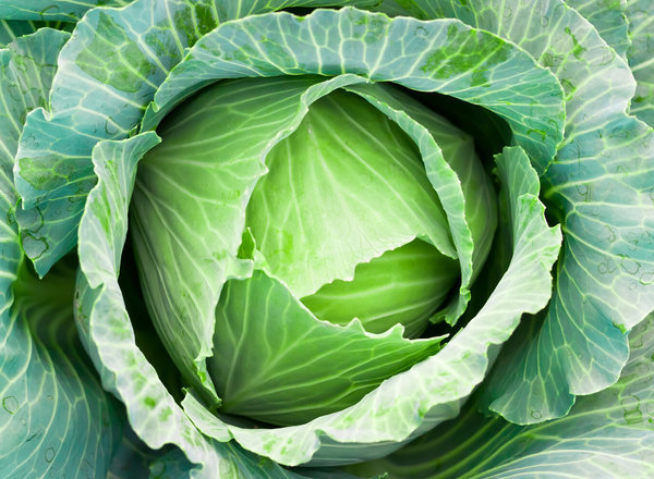 Cabbage (Each)
