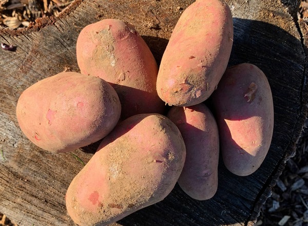 Organic Red Potatoes