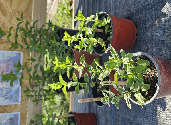 ( Potted x1) Mixed Mint - Small (Own Grown)